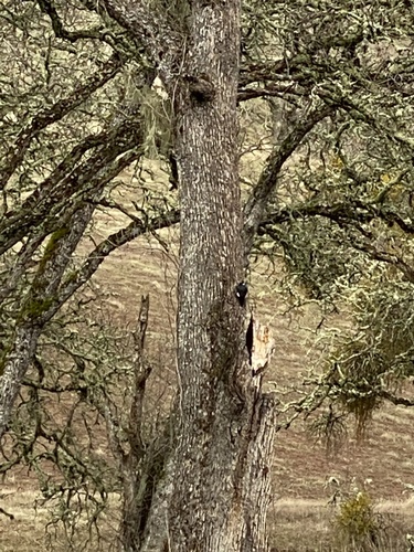 iNaturalist observation photo of Acorn Woodpecker