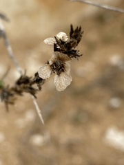 Noaea mucronata