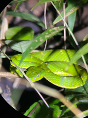 Bothriechis lateralis