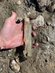 Catostomus catostomus