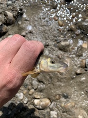 Catostomus catostomus