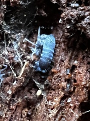 Pogonognathellus dubius