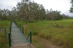 Melaleuca viridiflora