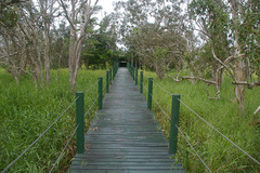Melaleuca viridiflora