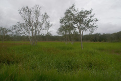Melaleuca viridiflora