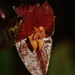 Lepanthes vespertilio - Photo (c) ulsterbotany, some rights reserved (CC BY-NC)
