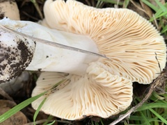 Amanita velosa