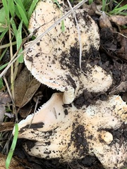 Amanita velosa