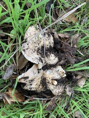 Amanita velosa
