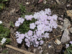 Phlox multiflora