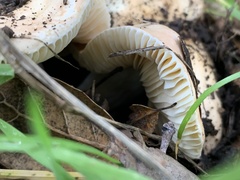 Amanita velosa
