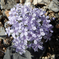 Langloisia setosissima