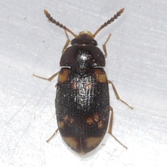 Mycetophagus serrulatus