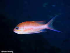 Anthias anthias