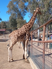 Giraffa camelopardalis antiquorum