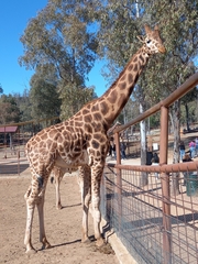Giraffa camelopardalis antiquorum