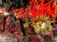 Telmatactis cricoides