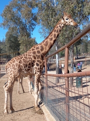 Giraffa camelopardalis antiquorum
