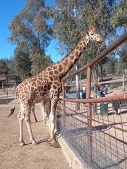 Giraffa camelopardalis antiquorum