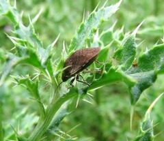 Homaemus aeneifrons