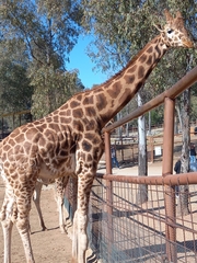 Giraffa camelopardalis antiquorum