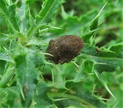 Homaemus aeneifrons
