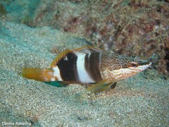 Serranus papilionaceus