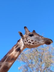 Giraffa camelopardalis antiquorum