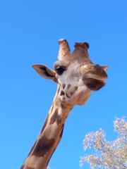 Giraffa camelopardalis antiquorum