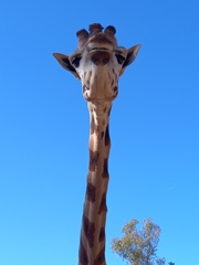 Giraffa camelopardalis antiquorum