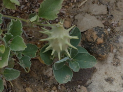 Cynanchum registanense