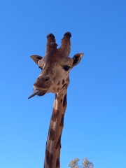 Giraffa camelopardalis antiquorum