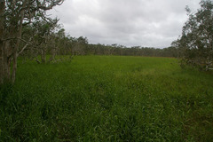 Hymenachne amplexicaulis