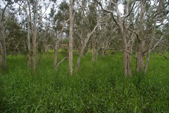 Hymenachne amplexicaulis