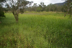 Hymenachne amplexicaulis