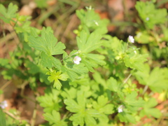 Geranium homeanum