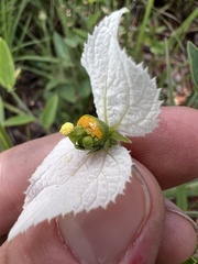 Dalechampia caperonioides