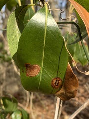 Diaporthe kalmiae