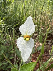 Dalechampia caperonioides