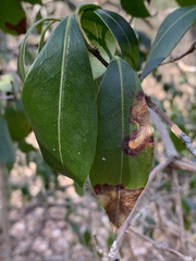 Diaporthe kalmiae