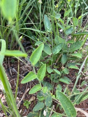 Dalechampia caperonioides