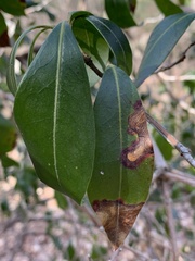 Diaporthe kalmiae