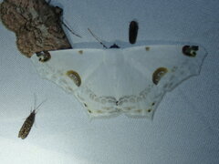 Sericoptera