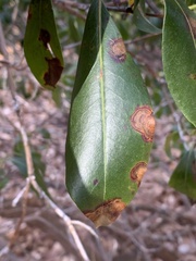 Diaporthe kalmiae