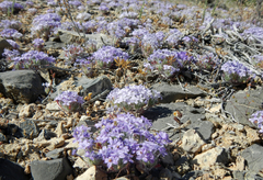 Langloisia setosissima
