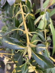 Euonymus japonicus