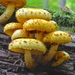 Golden Pholiota - Photo (c) Fluff Berger, some rights reserved (CC BY-SA), uploaded by Fluff Berger