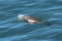 Zalophus californianus