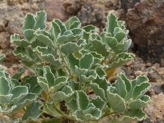 Cynanchum registanense