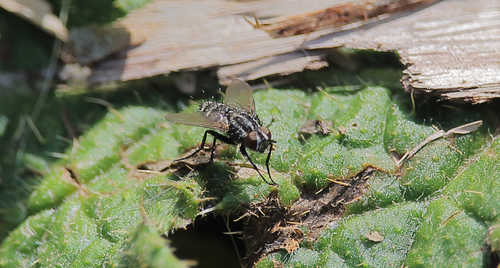 Incamyia